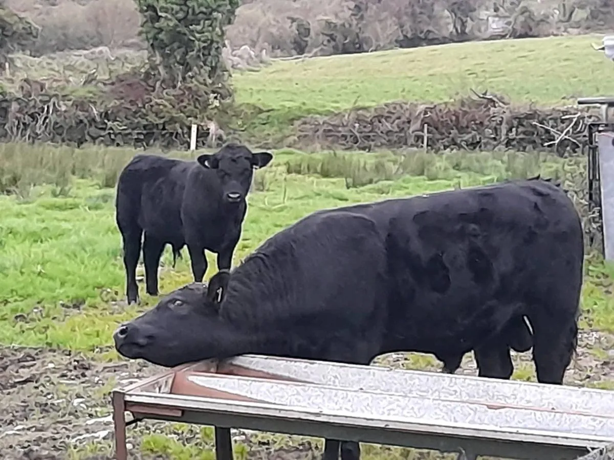 Bull Weanlings - Image 1