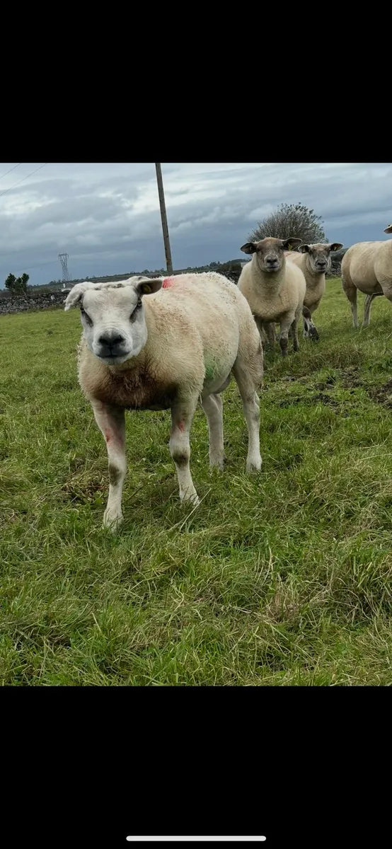 Ram - Image 1