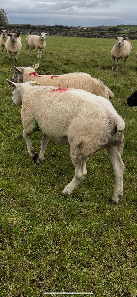 Ram - Image 2