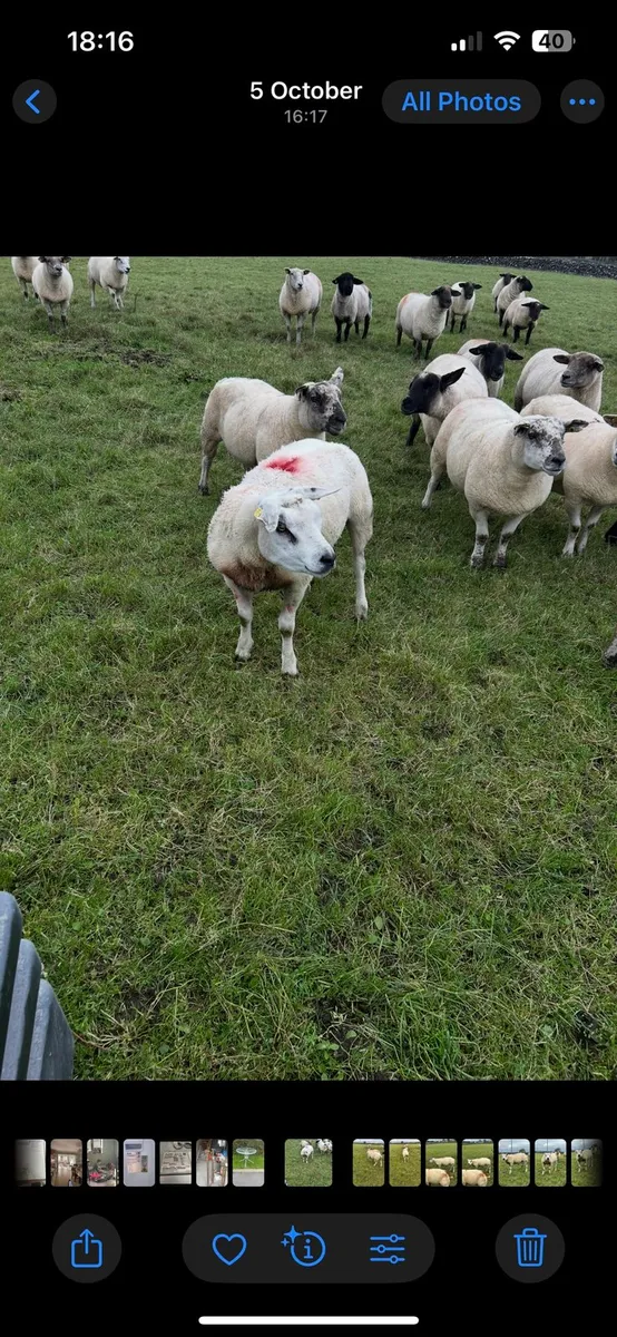 Ram - Image 3