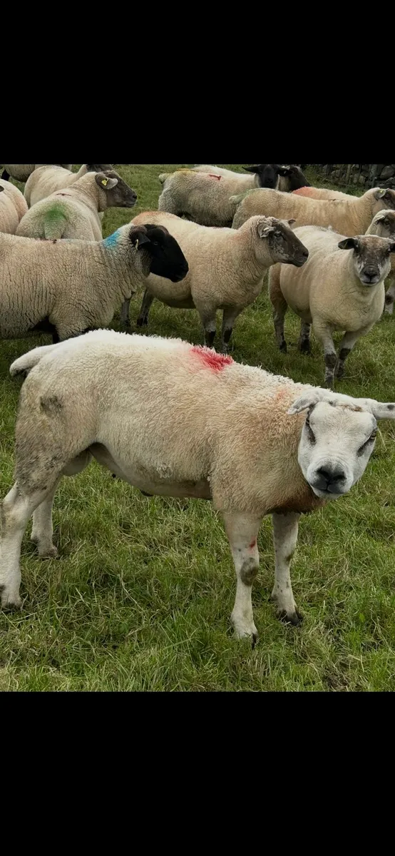 Ram - Image 4