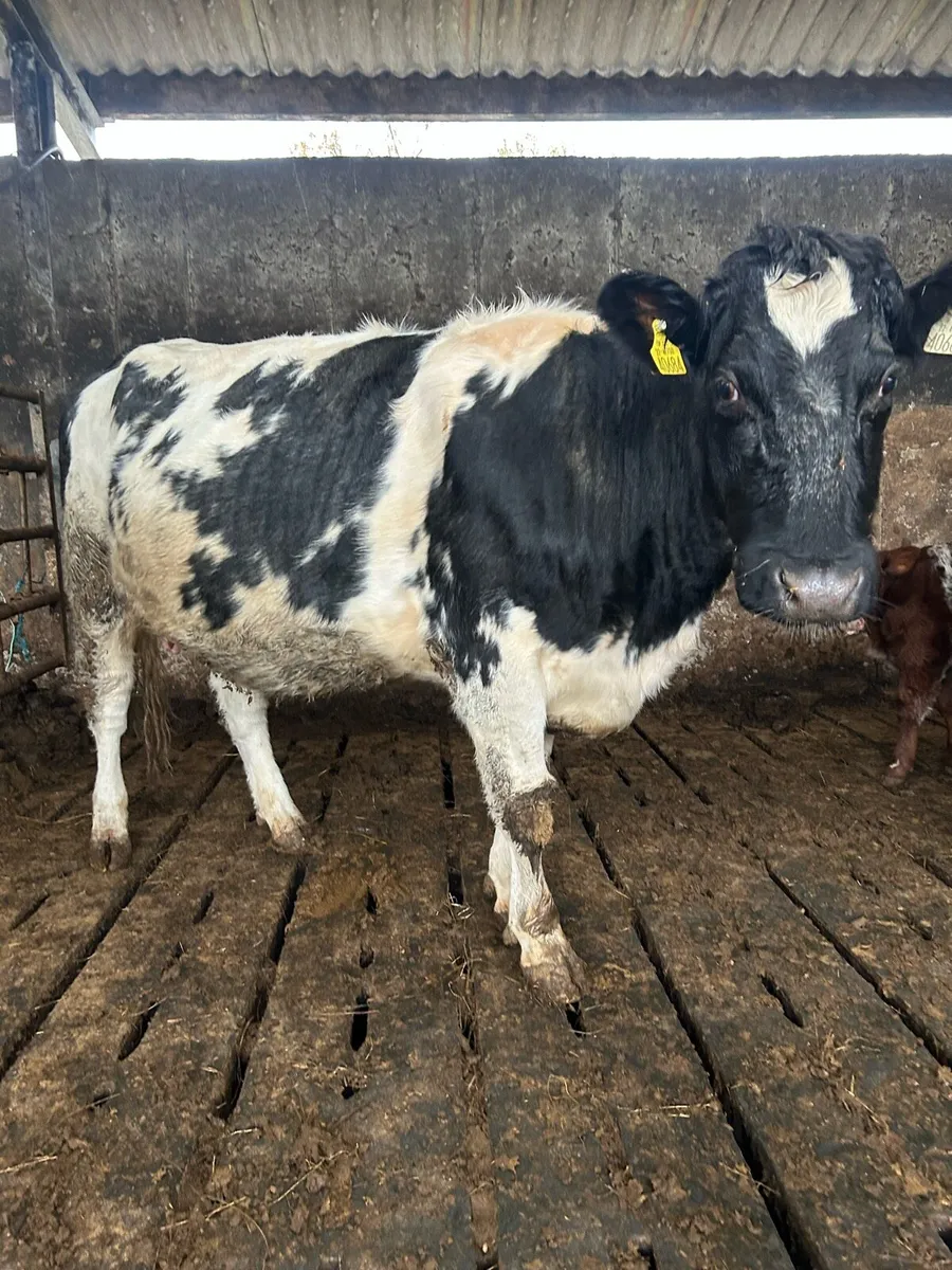 Kilrush mart tomorrow Blue springer time up - Image 2