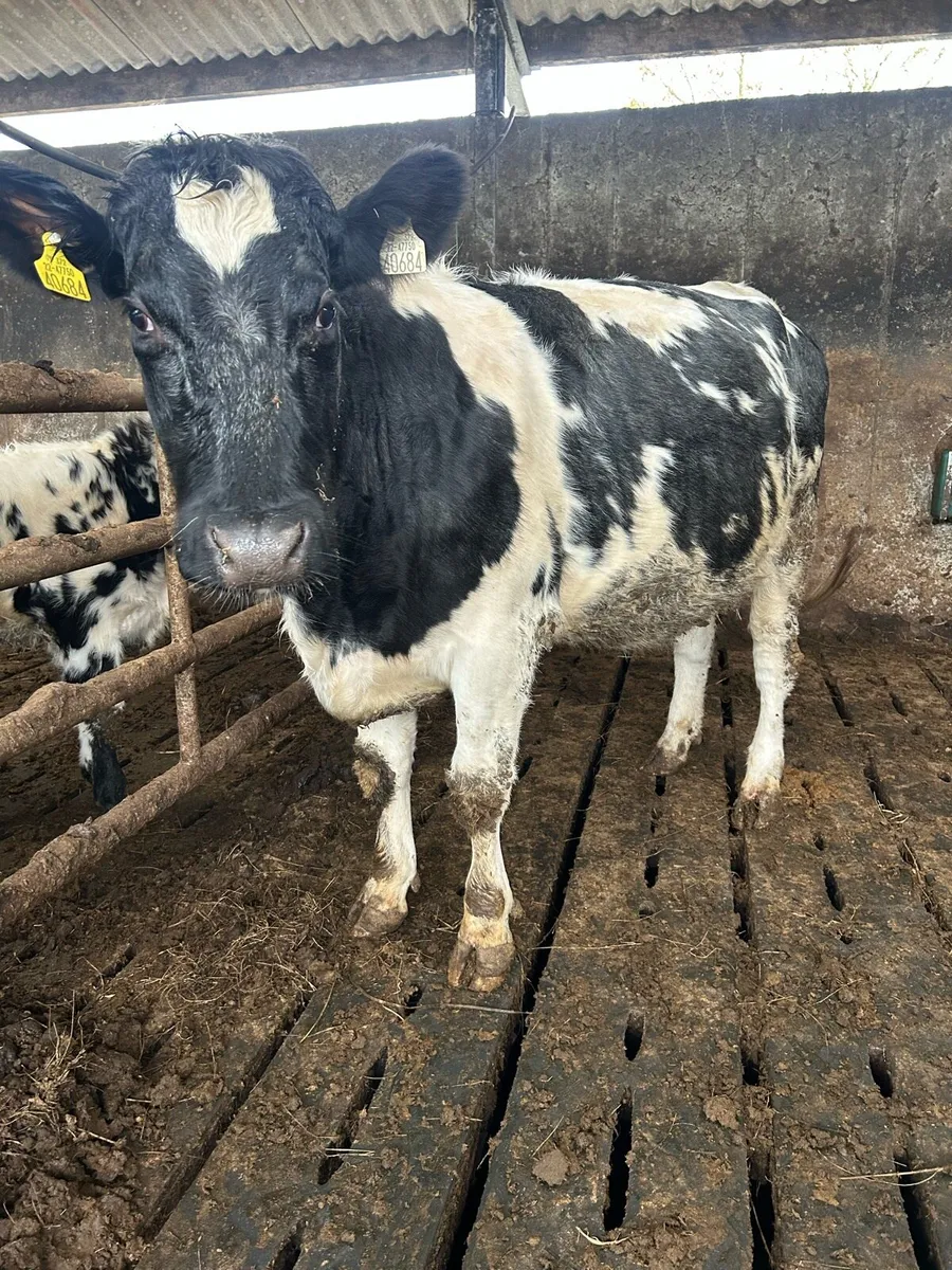 Kilrush mart tomorrow Blue springer time up - Image 1