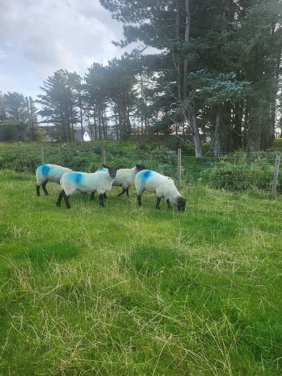 Sheep - Image 1