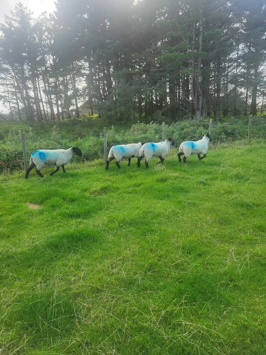 Sheep - Image 2