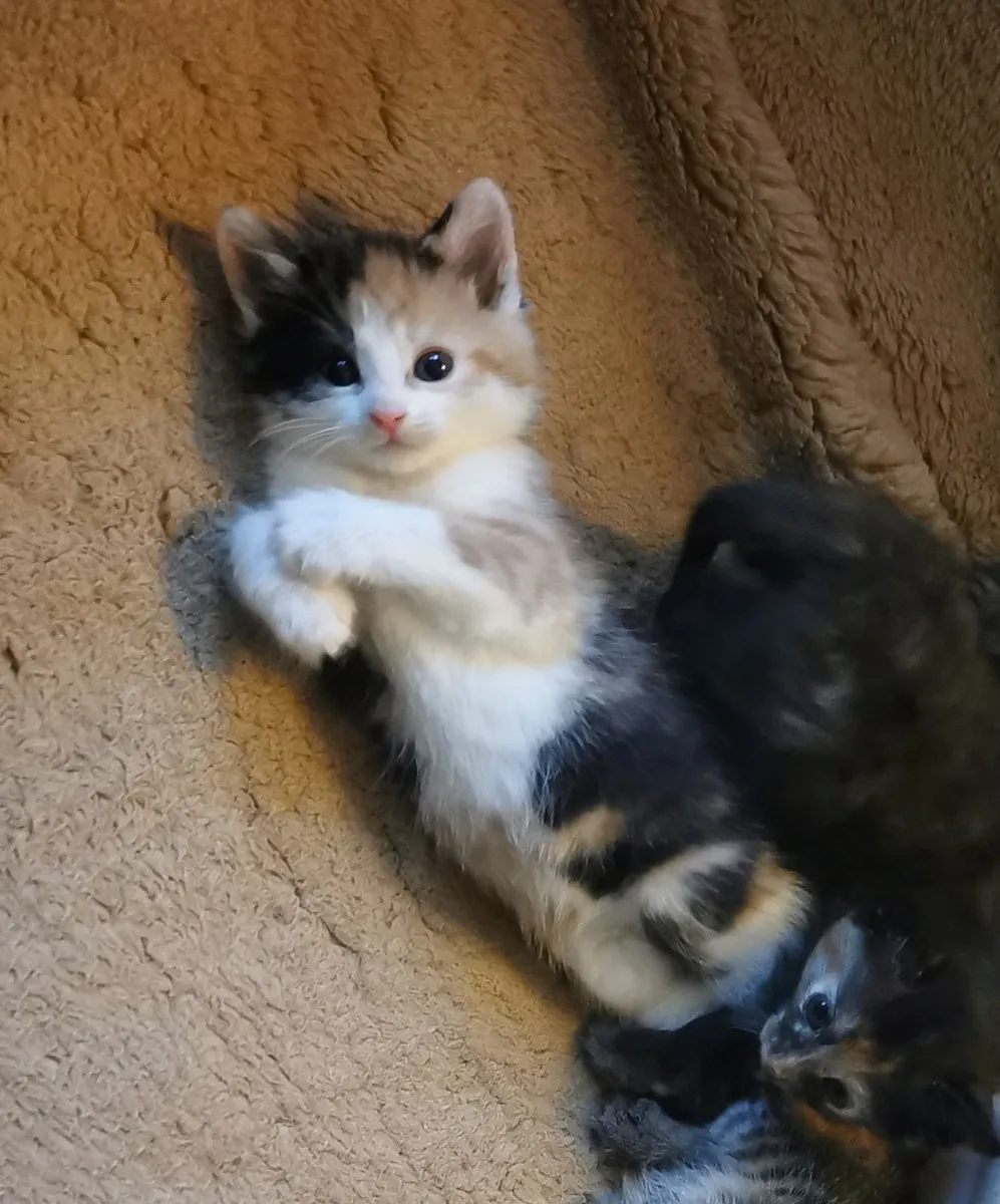 Kitten - Image 4