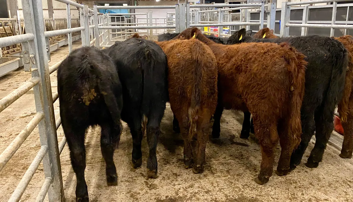 Suckler Angus Heifers Leinster Livestock - Image 2