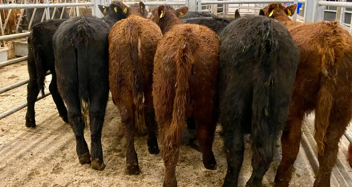 Suckler Angus Heifers Leinster Livestock - Image 3