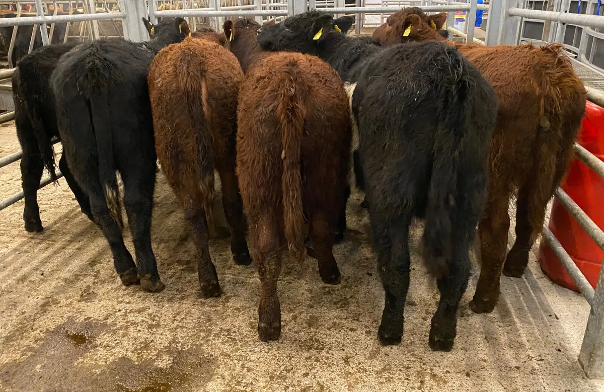 Suckler Angus Heifers Leinster Livestock - Image 4