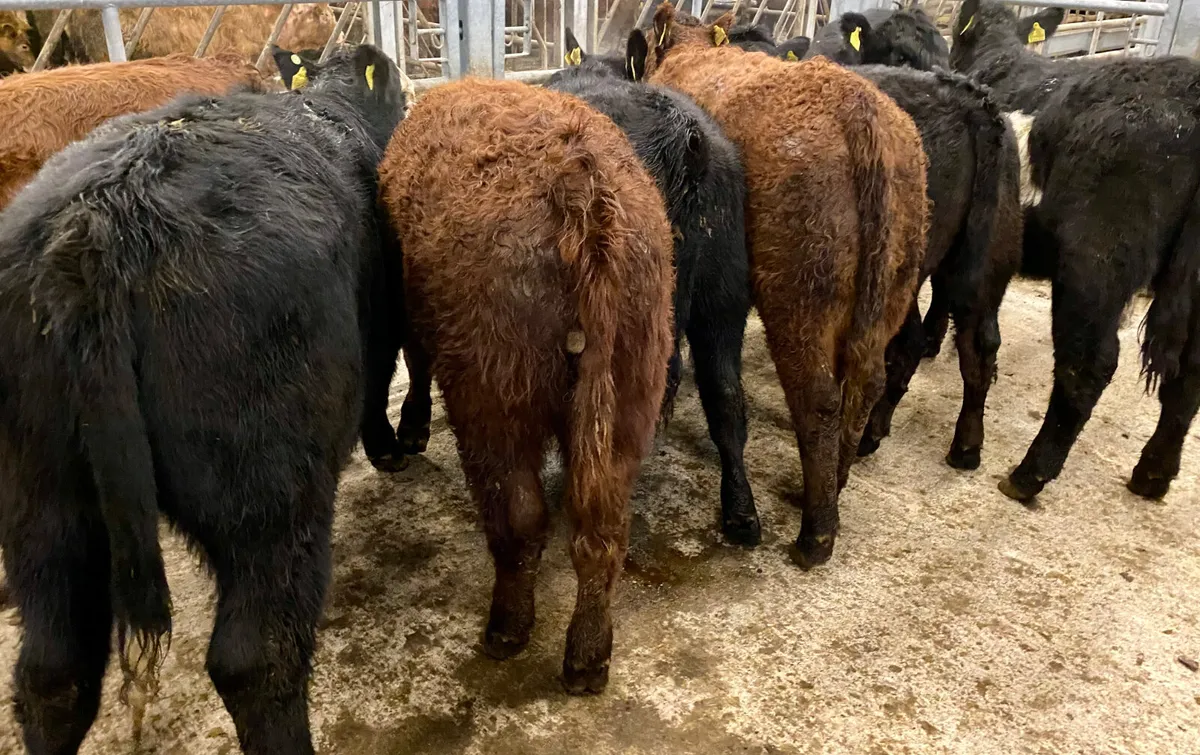 Suckler Angus Heifers Leinster Livestock - Image 1