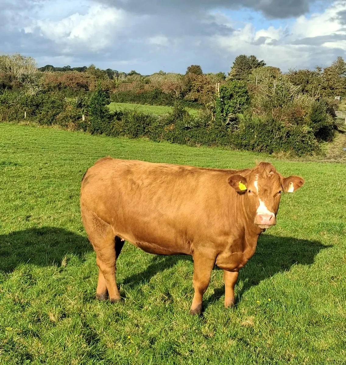 Top quality in-calf Limousine Heifers - Image 1