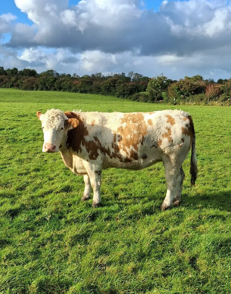Top quality in-calf Limousine Heifers - Image 2