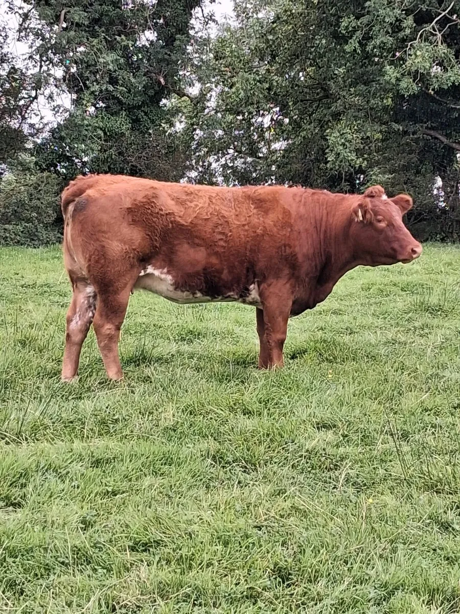 Top quality in-calf Limousine Heifers - Image 3