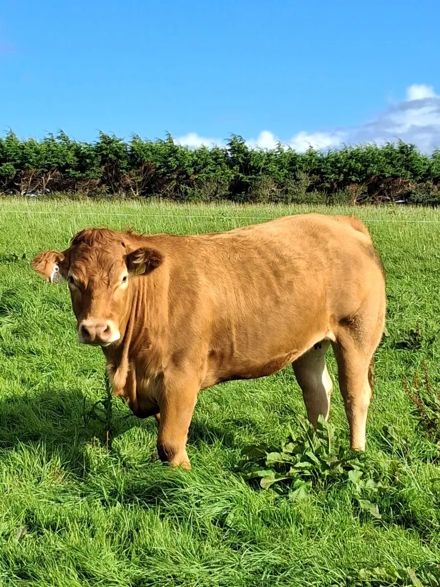 Top quality in-calf Limousine Heifers - Image 4