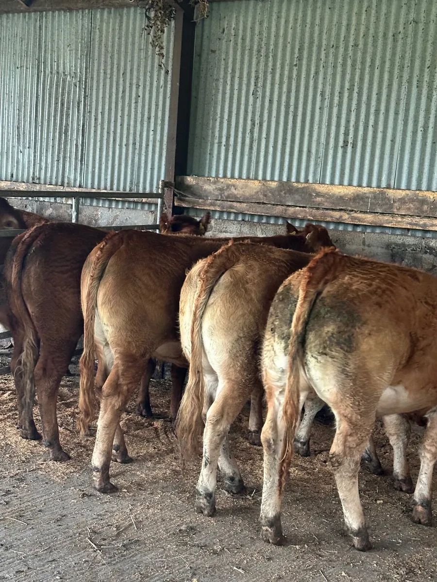 Breeding Heifers - Image 1