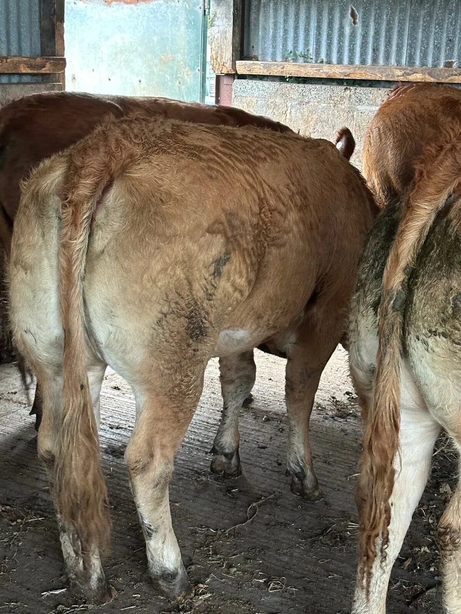 Breeding Heifers - Image 2