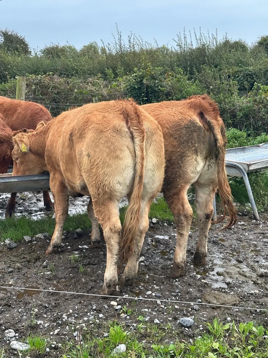 Breeding Heifers - Image 3