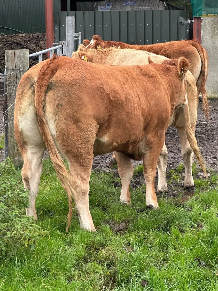 Breeding Heifers - Image 4