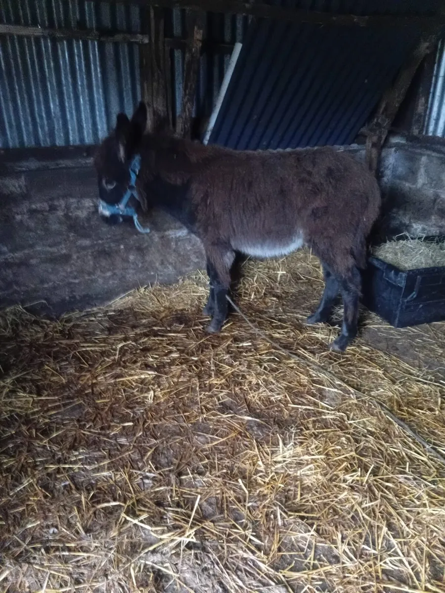 Donkey - Image 2