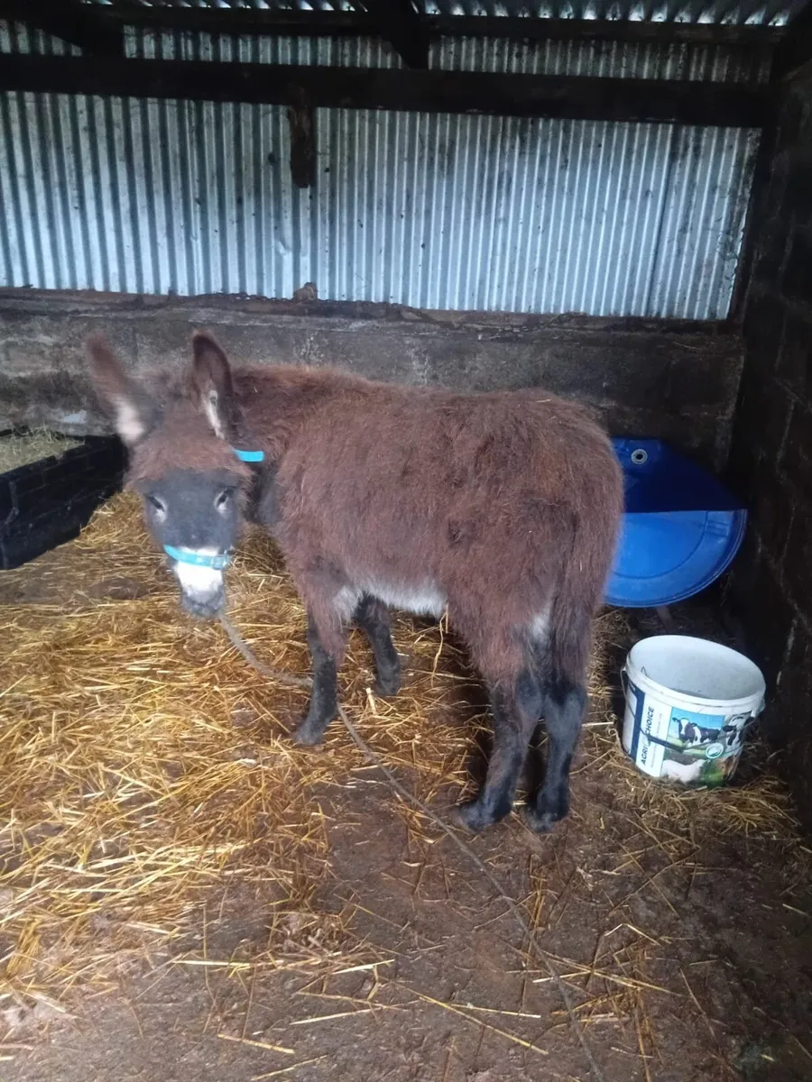 Donkey - Image 1