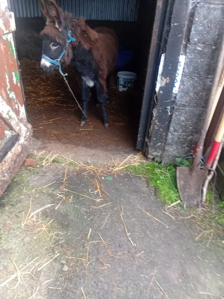 Donkey - Image 4