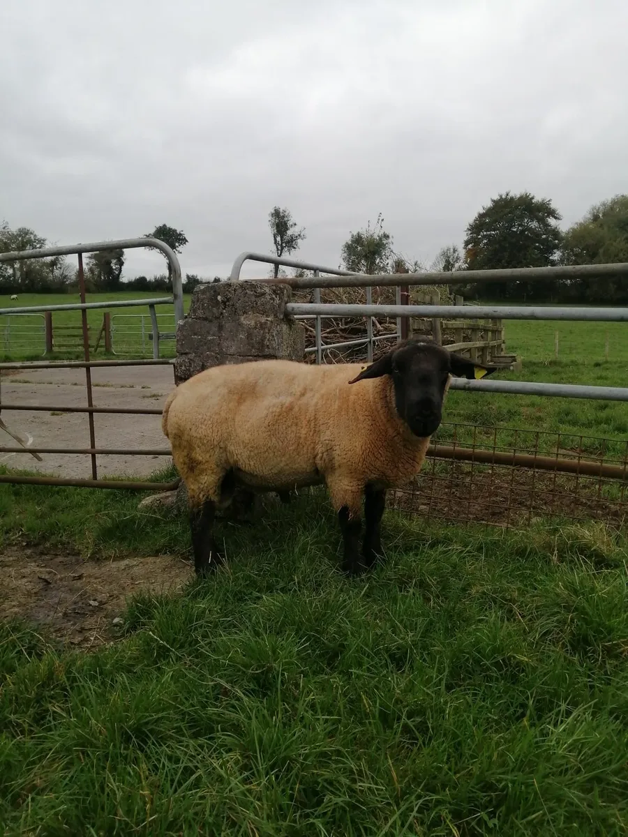2 year old Suffolk Rams, Price reduced! - Image 4