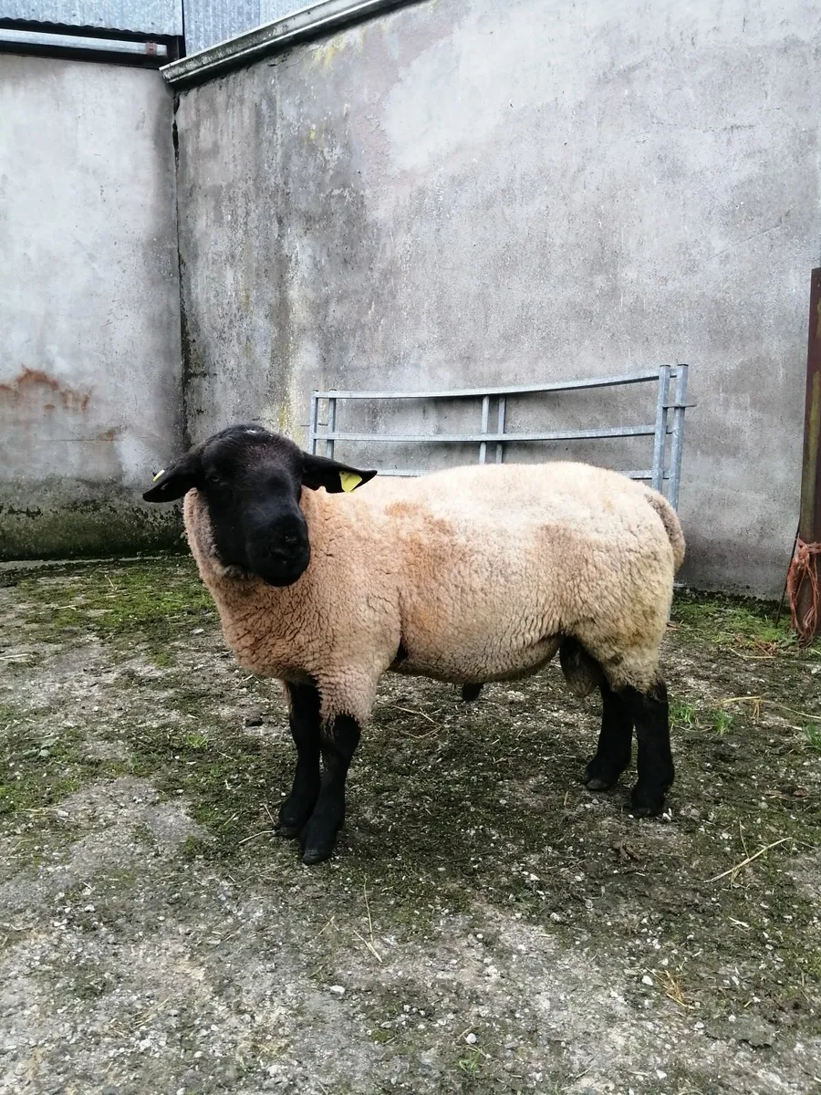 2 year old Suffolk Rams, Price reduced! - Image 1