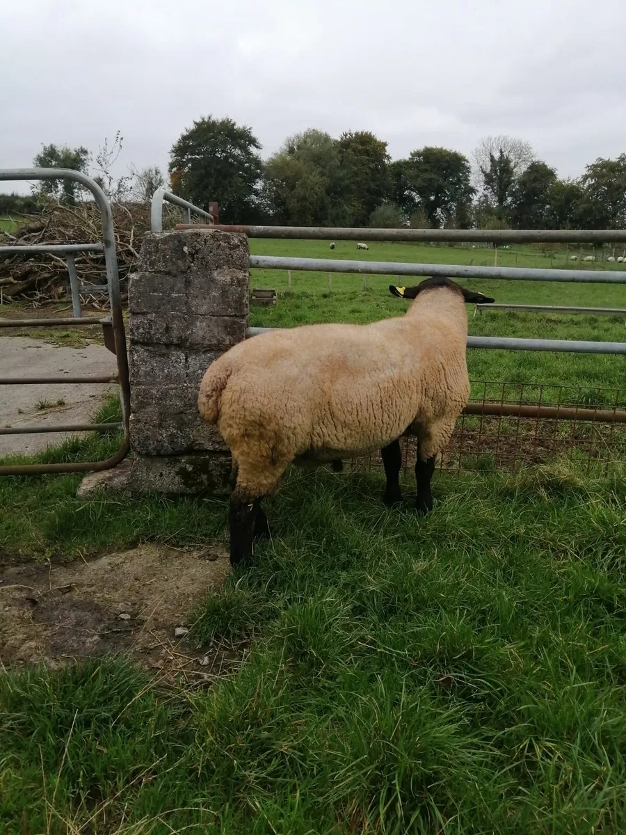 2 year old Suffolk Rams, Price reduced! - Image 3