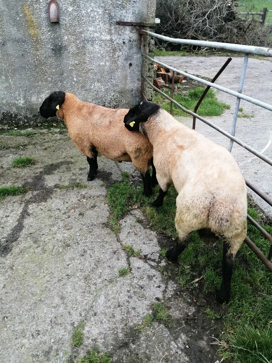 2 year old Suffolk Rams, Price reduced! - Image 2