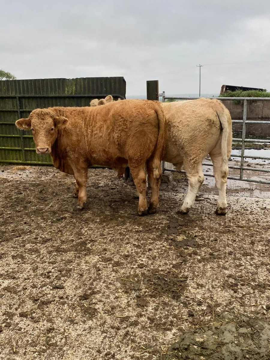 2 Chx bullocks for sale - Image 2