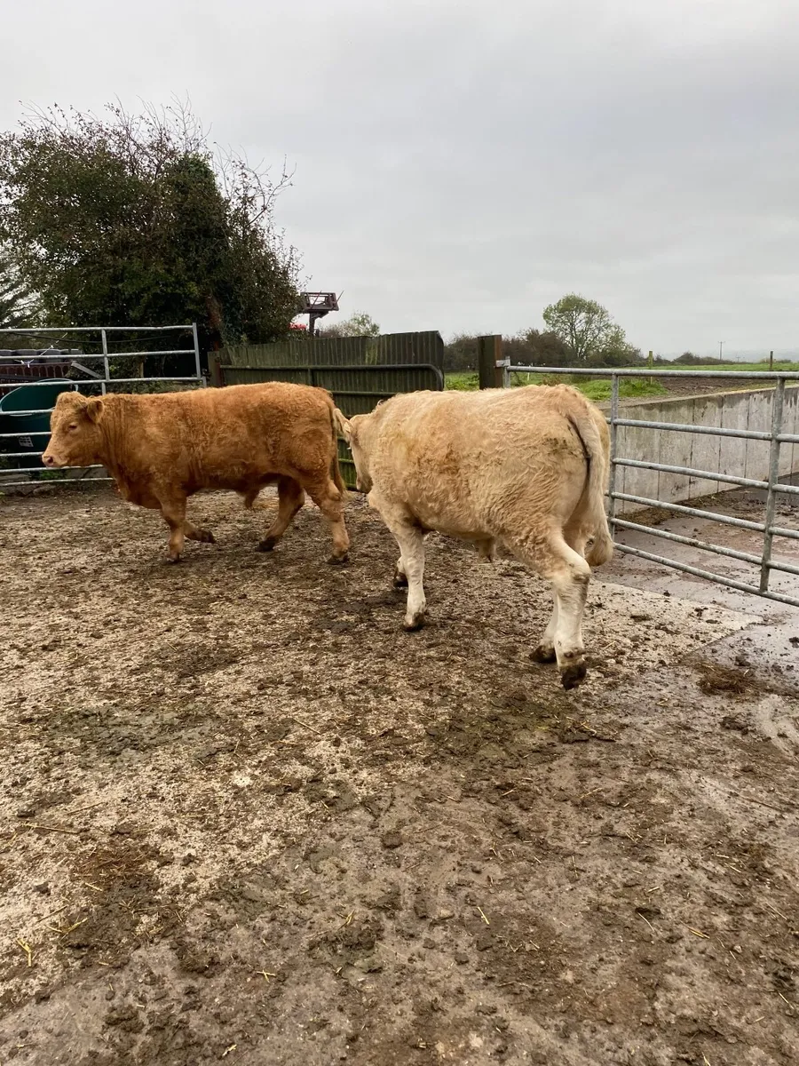2 Chx bullocks for sale - Image 3