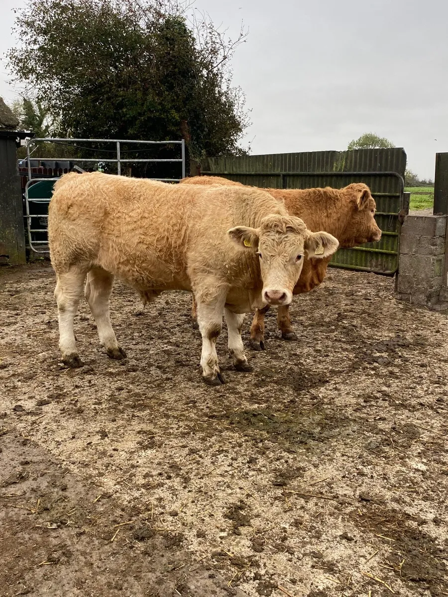 2 Chx bullocks for sale - Image 4