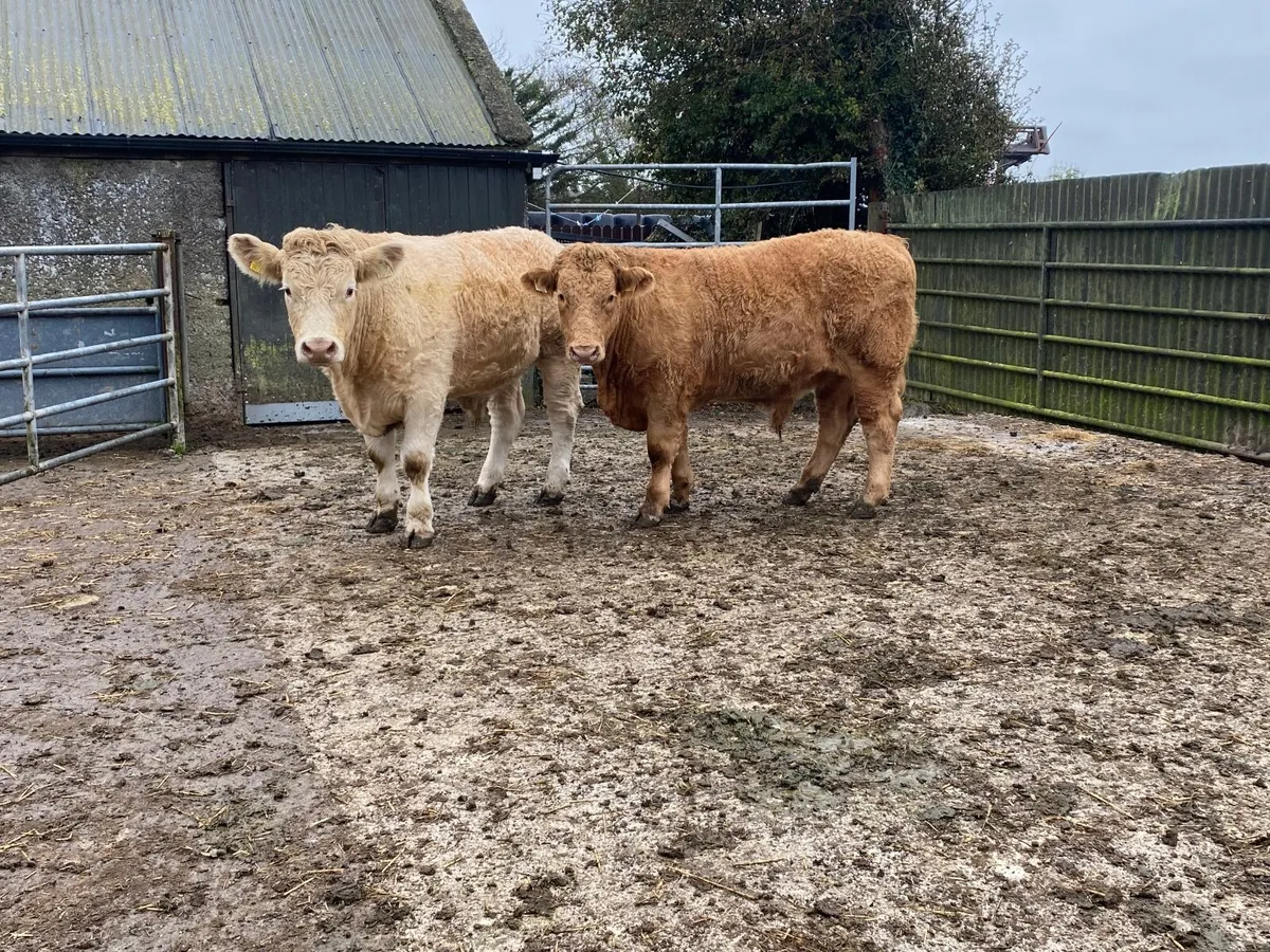 2 Chx bullocks for sale - Image 1