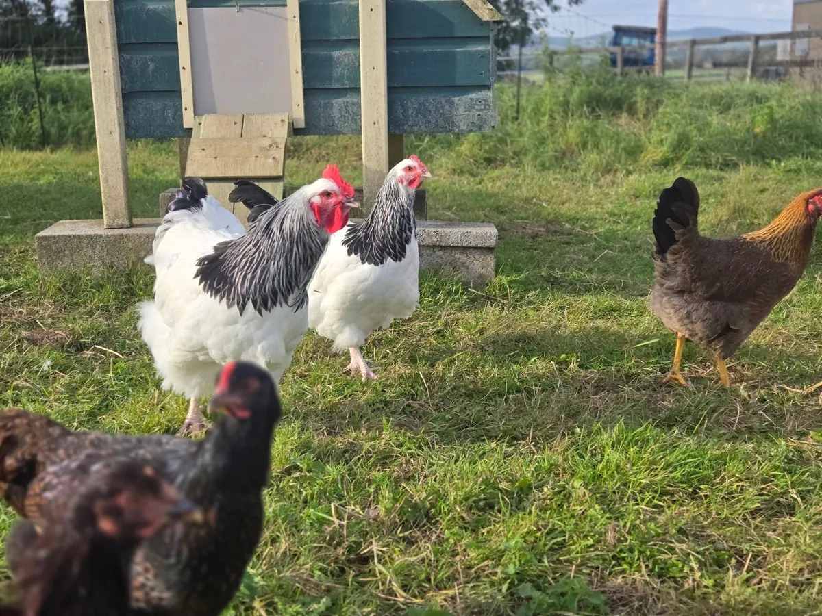 Light Sussex Rooster, Black Copper Maranbam - Image 1