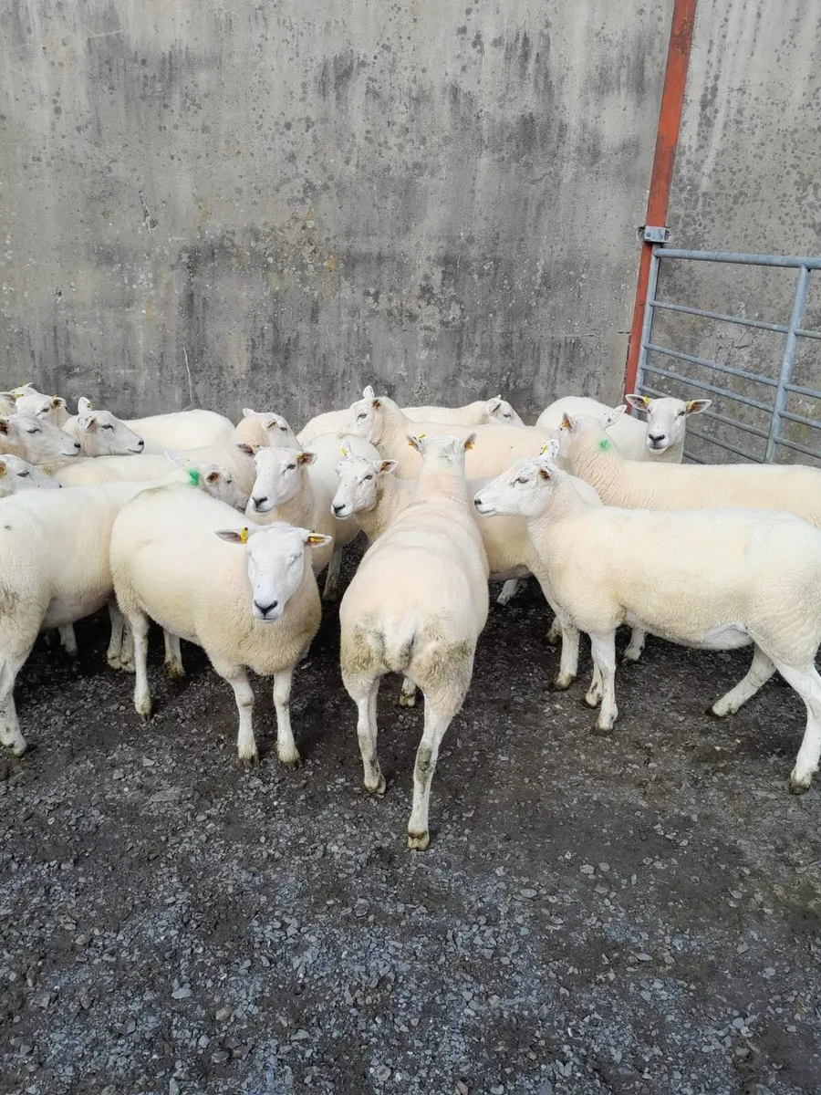 Ewes - Image 1