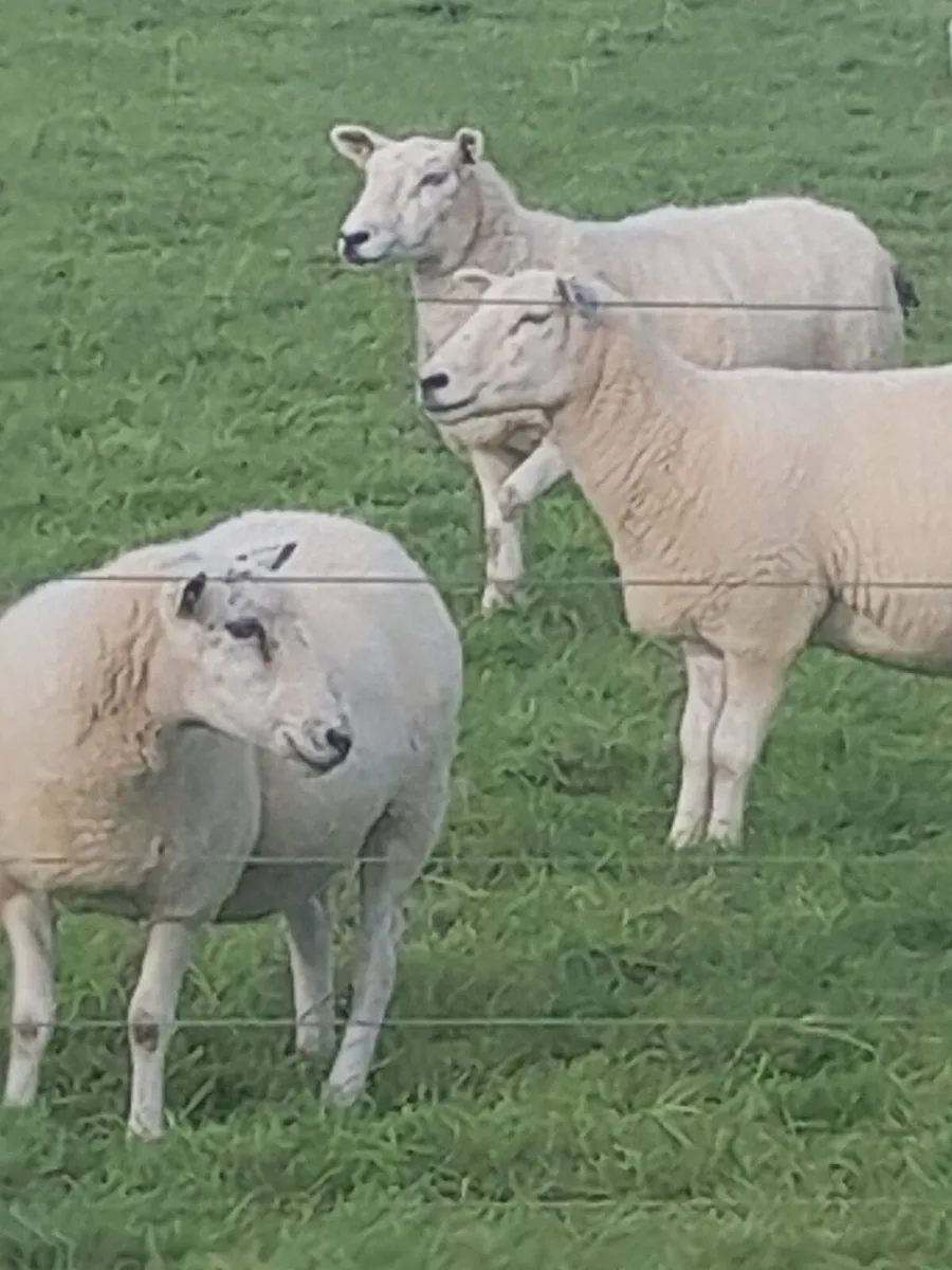 Ewes - Image 2