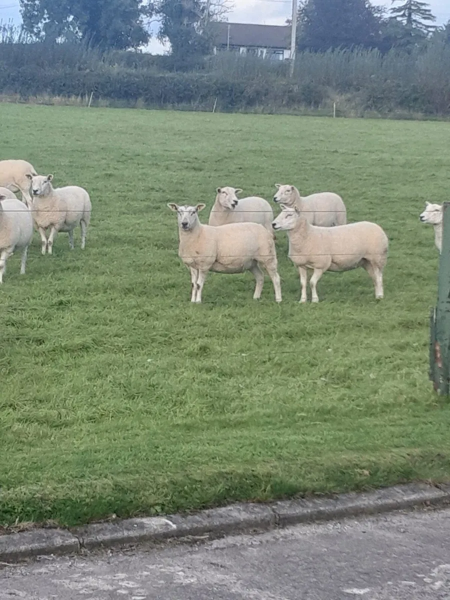 Ewes - Image 3