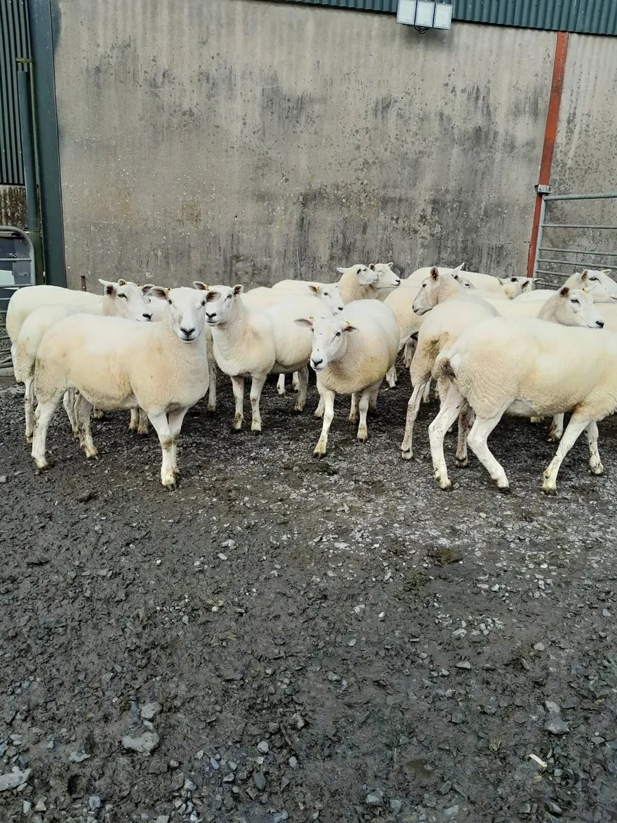 Ewes - Image 4