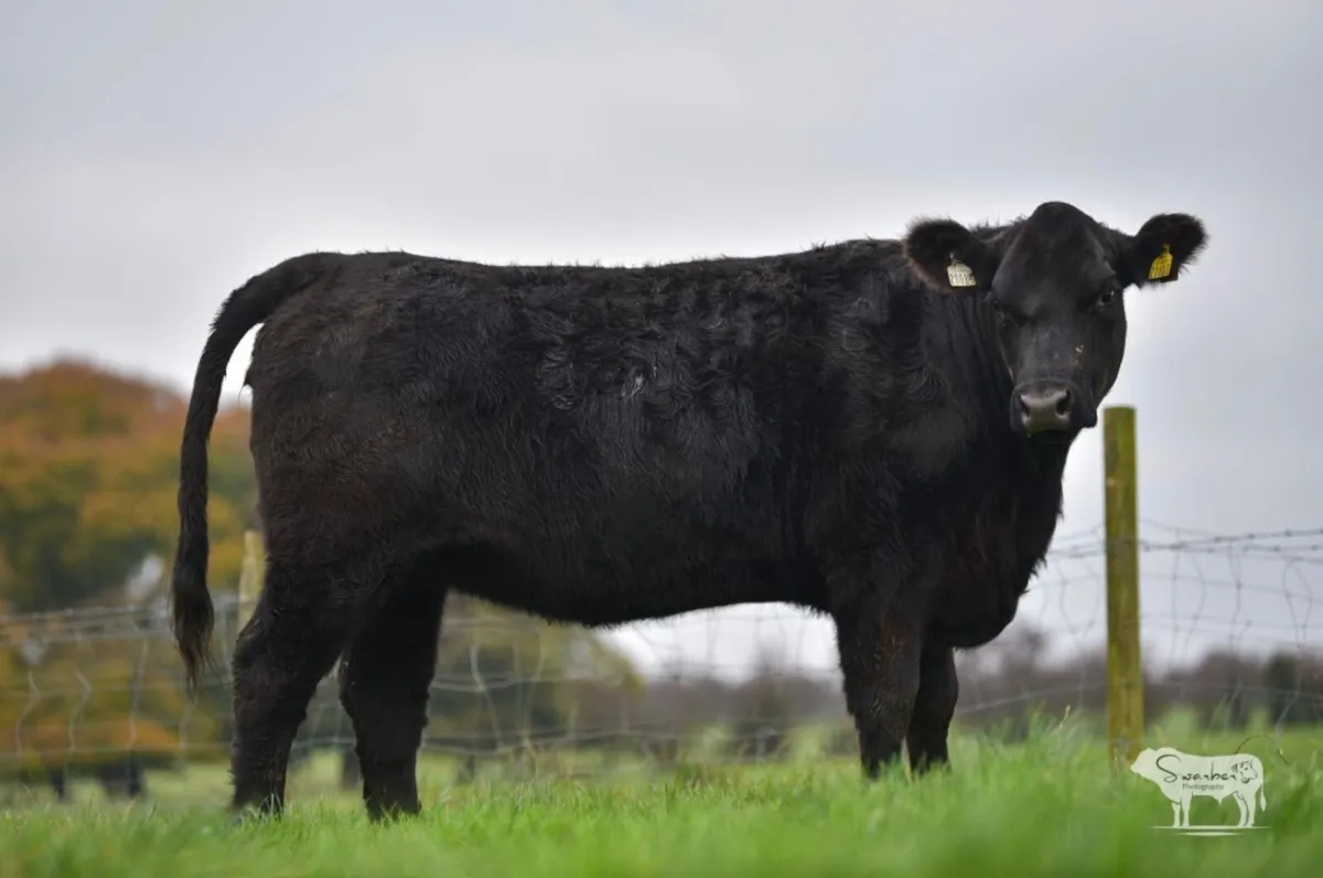 PBR Angus heifer - Image 1