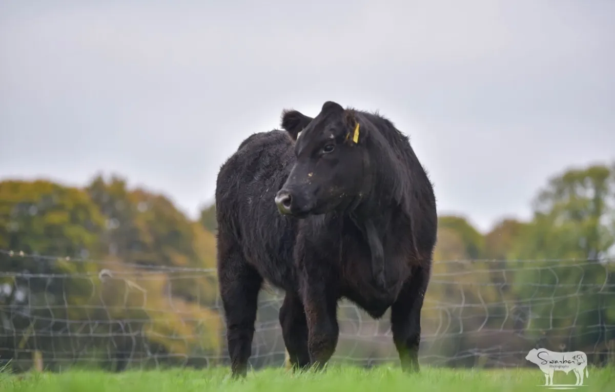 PBR Angus heifer - Image 2