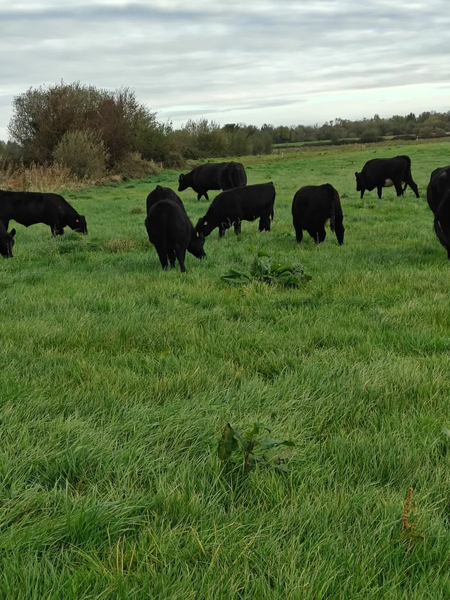 Organic Bull and Heifer Weanlings - Image 2