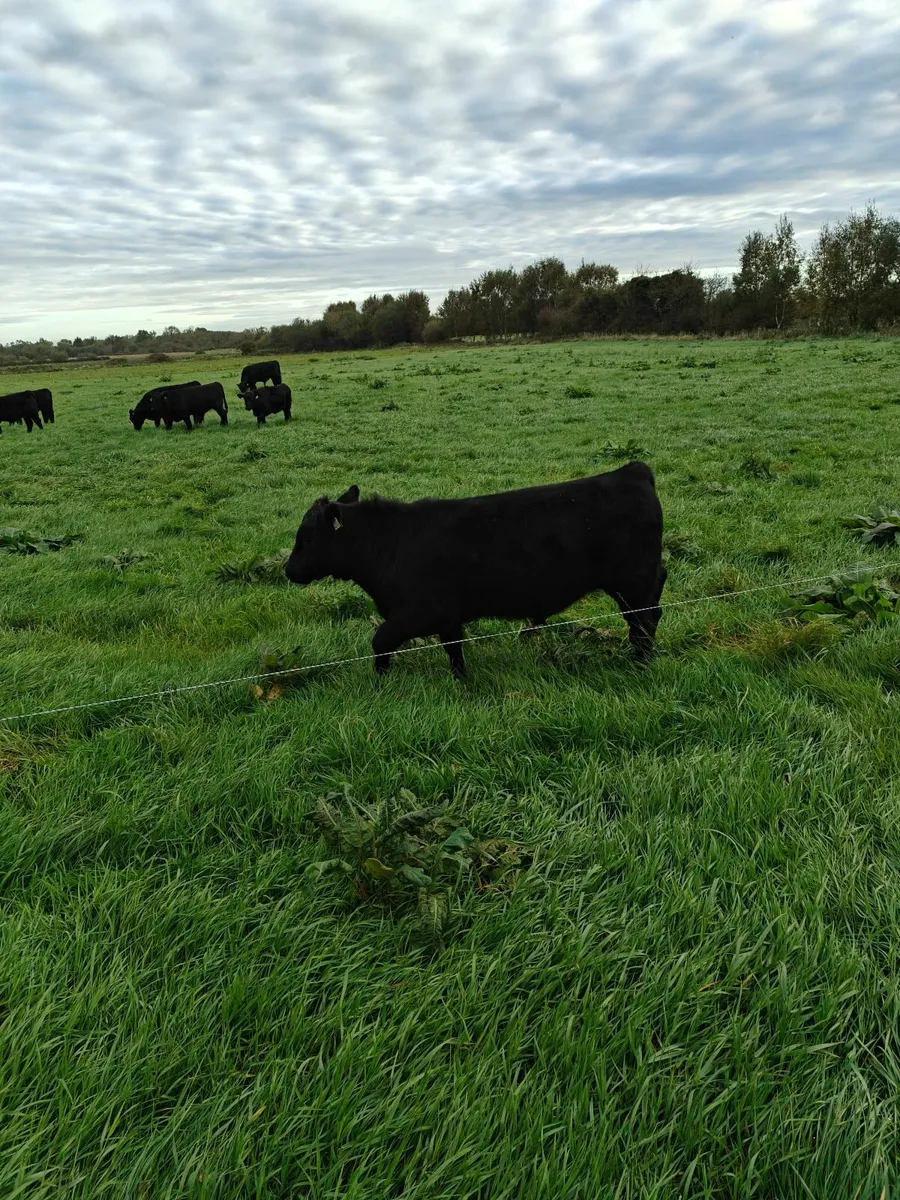Organic Bull and Heifer Weanlings - Image 1