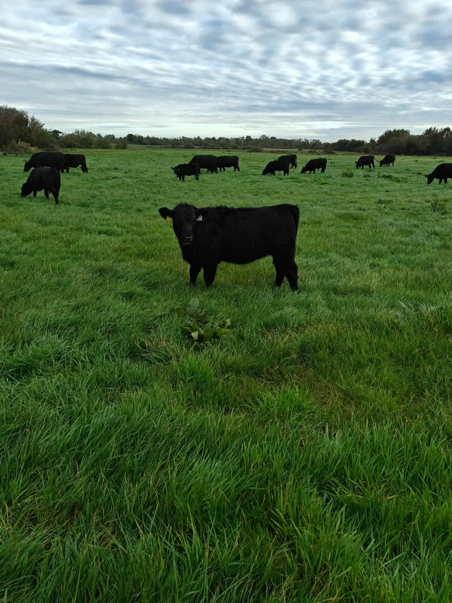 Organic Bull and Heifer Weanlings - Image 3