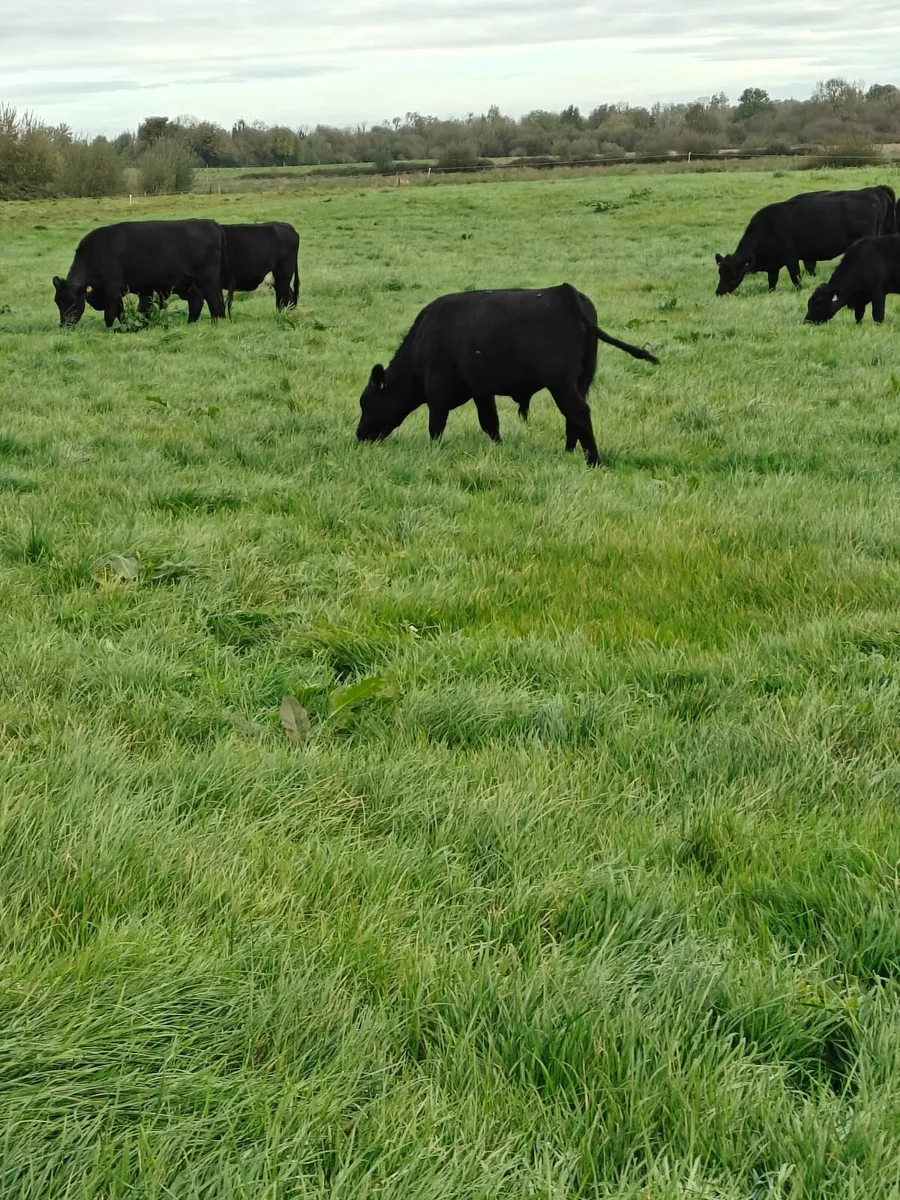 Organic Bull and Heifer Weanlings - Image 4