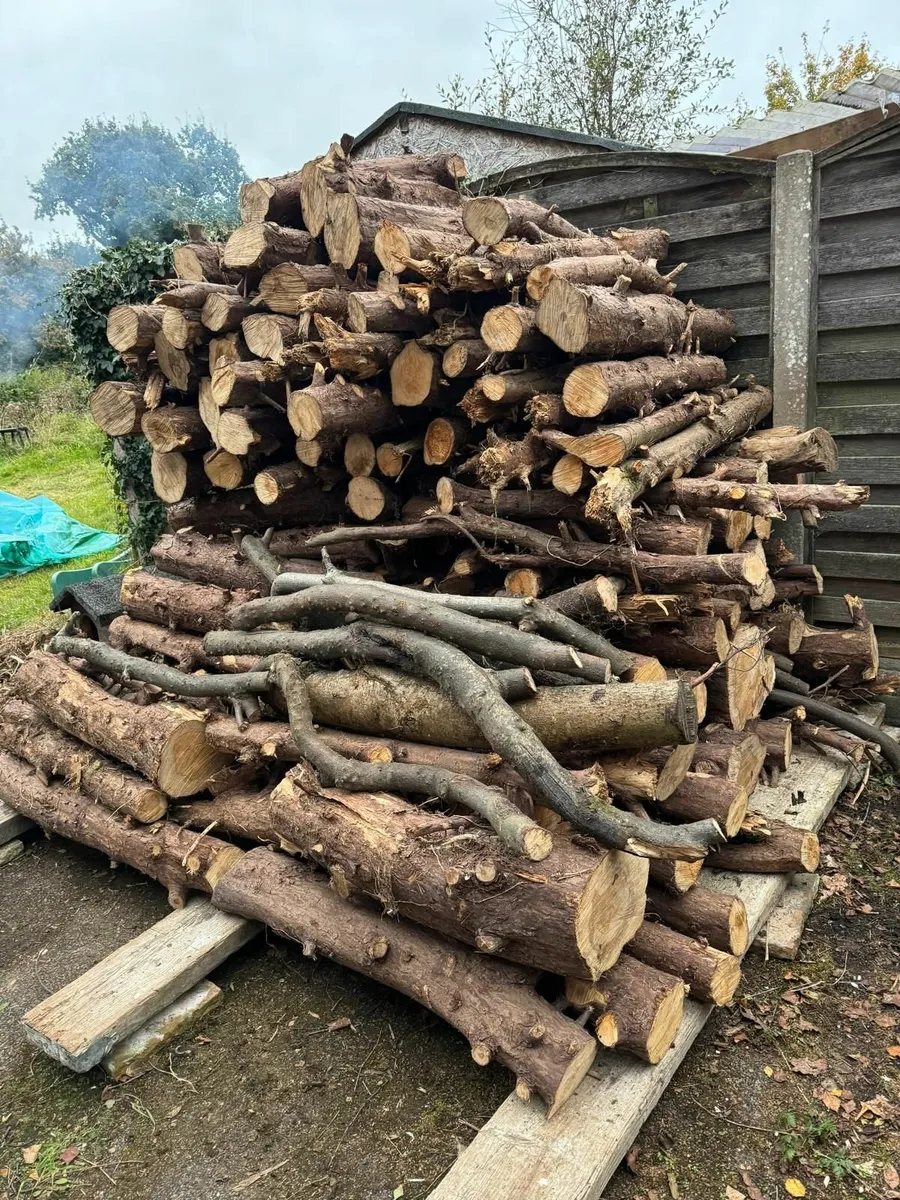 firewood about 3 m³ - Image 1