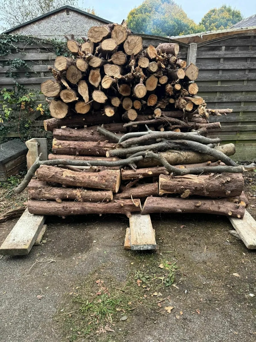 firewood about 3 m³ - Image 2