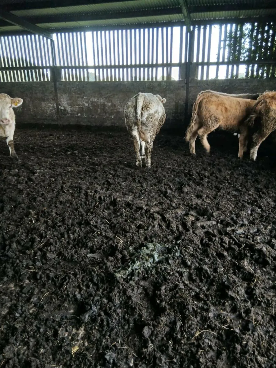 Beef heifers - Image 4