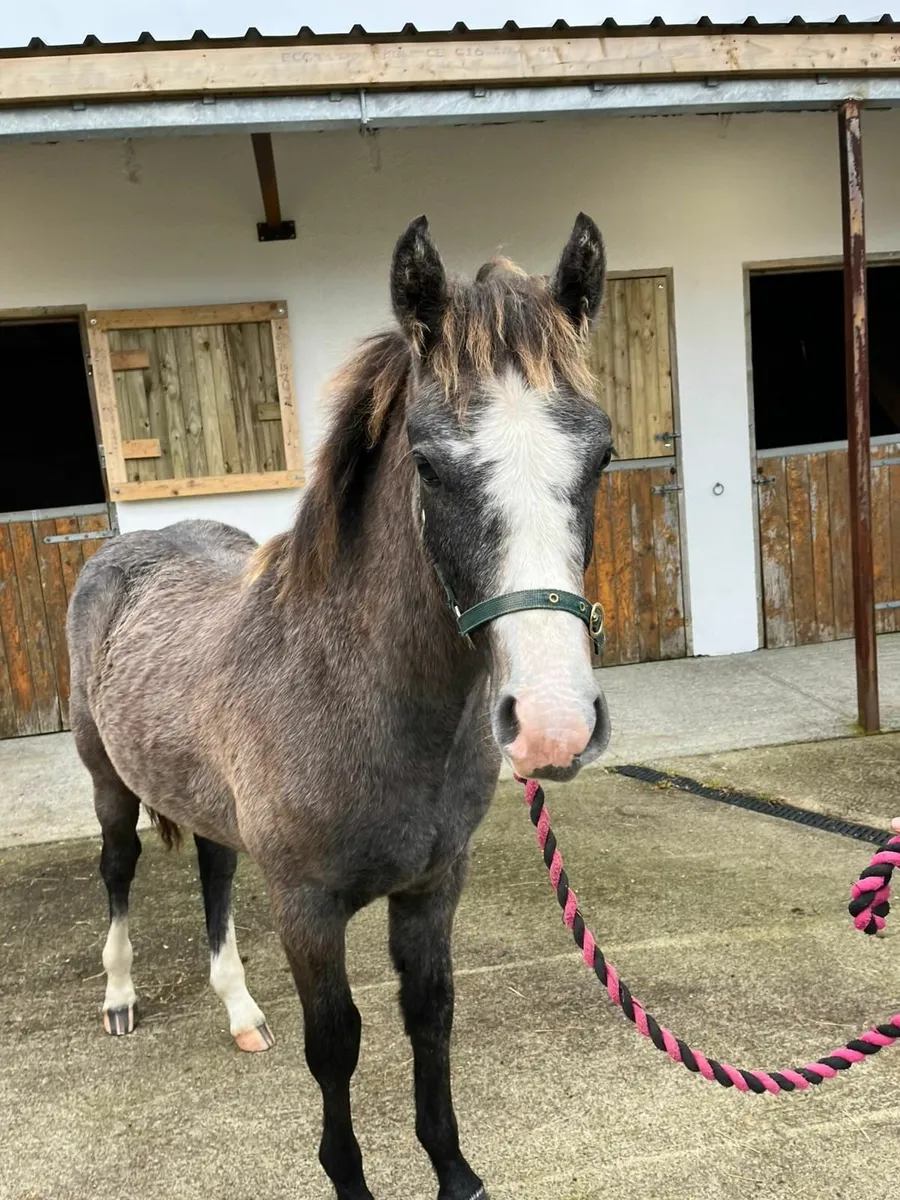 Connemara Colt Foal - Image 2
