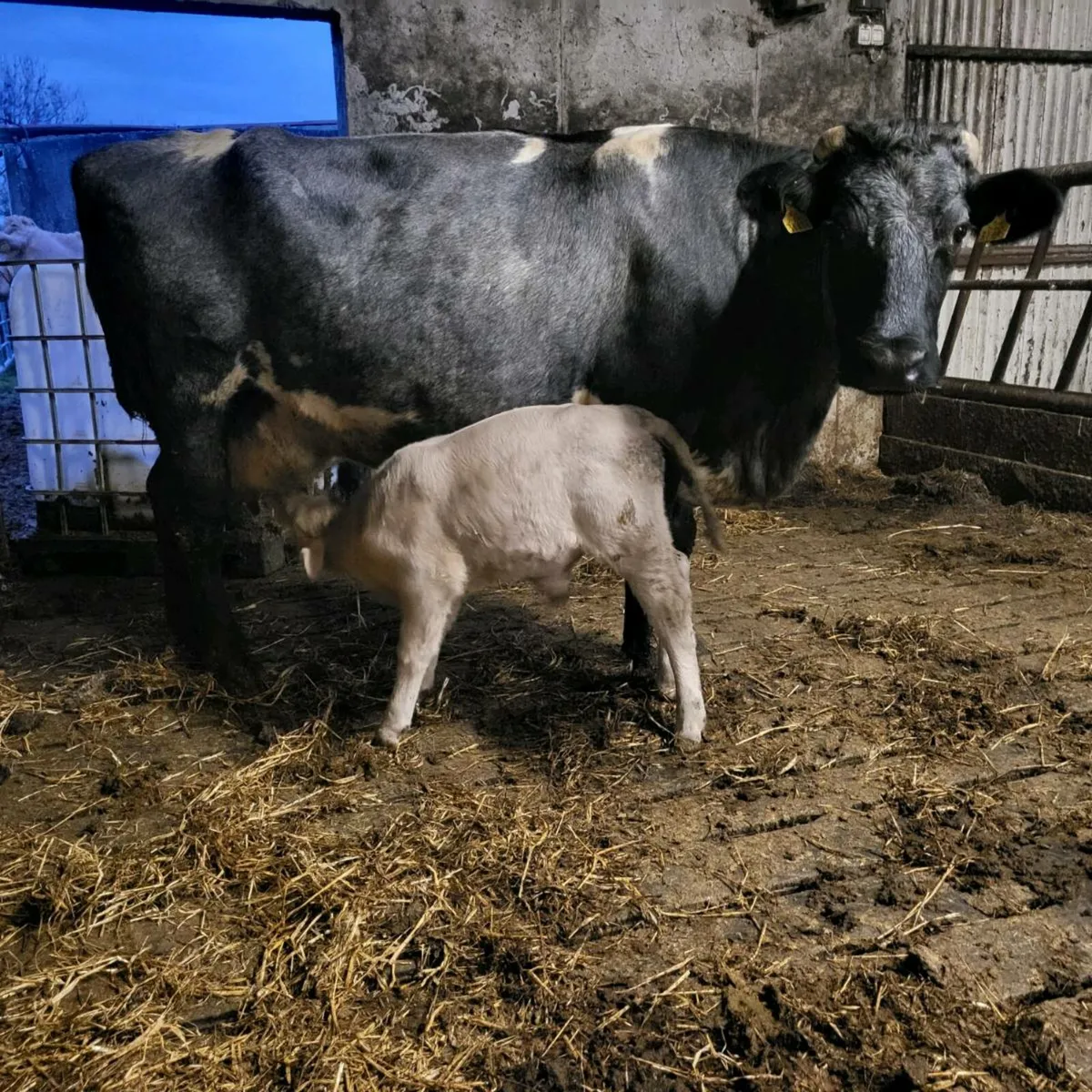 IC 27 Charolais bull calf