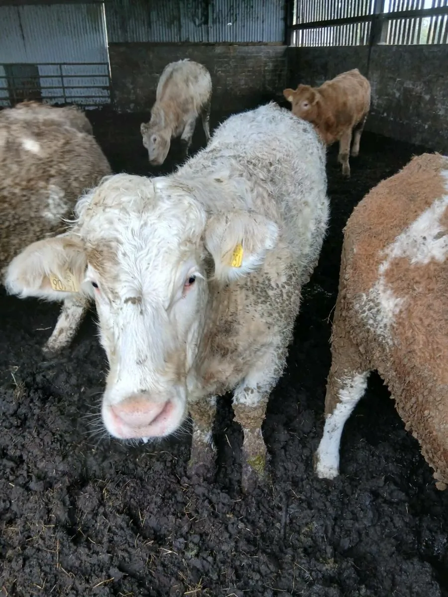 Beef heifers - Image 1